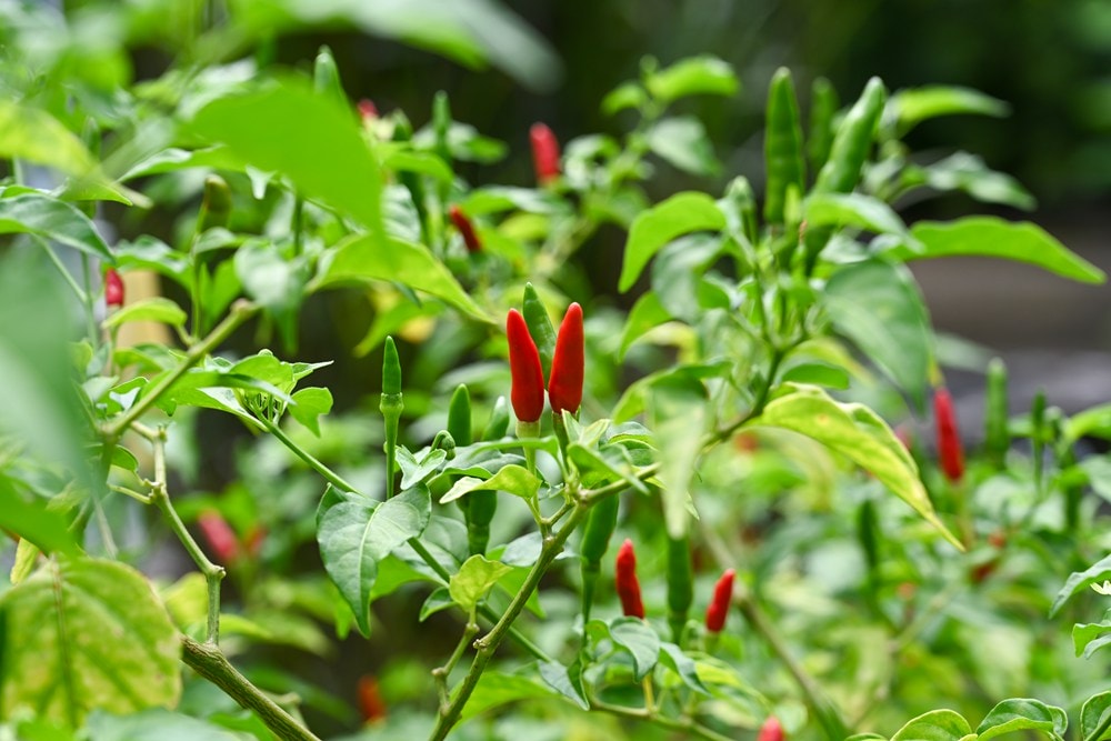原野香憩，舌尖上的臺東風土食旅，療癒香氛、星空餐桌、龍田走讀、手做料理、五感品茶體驗，南島療癒旅行!