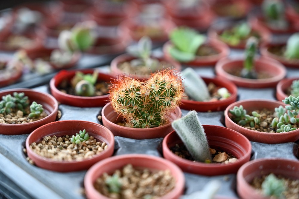 屏東可可巧克力園區半日遊 | 親子摘果體驗、可可冰淇淋&多肉療癒植栽DIY，可可覓境咖啡廳 濃濃可可冰沙、可可風味套餐，屏東旅遊景點半日遊!