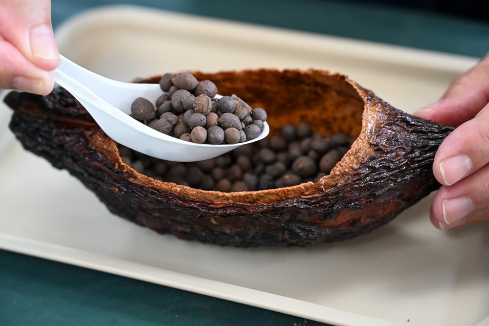 屏東可可巧克力園區半日遊 | 親子摘果體驗、可可冰淇淋&多肉療癒植栽DIY，可可覓境咖啡廳 濃濃可可冰沙、可可風味套餐，屏東旅遊景點半日遊!