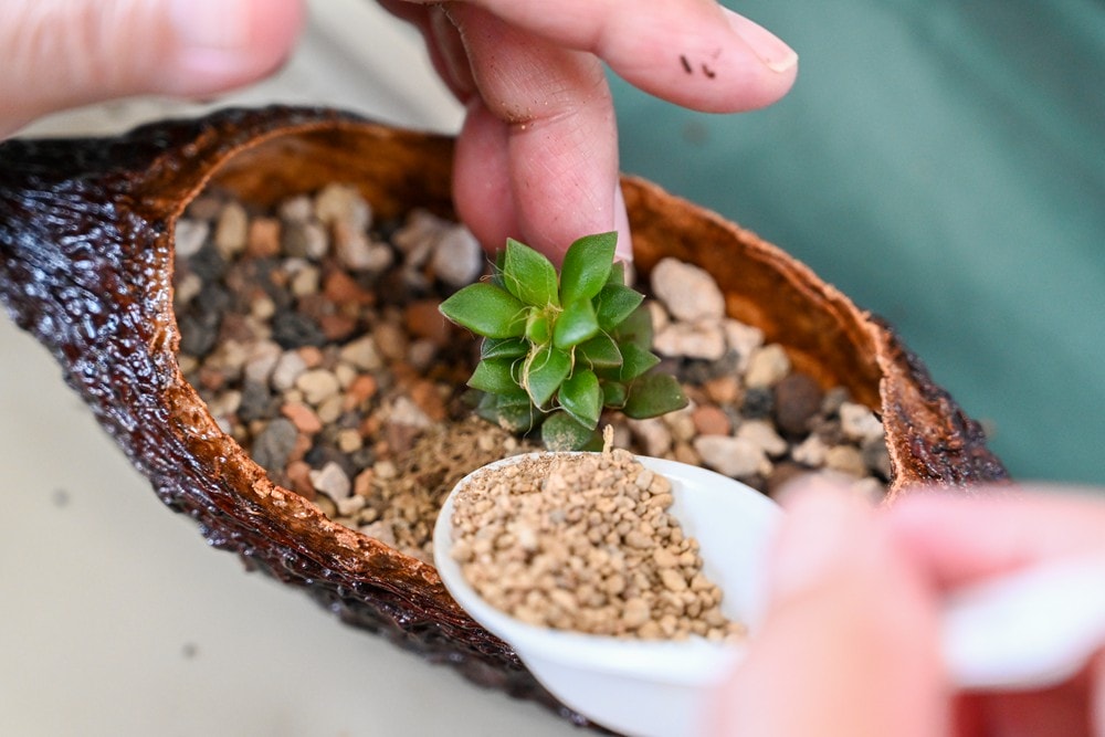 屏東可可巧克力園區半日遊 | 親子摘果體驗、可可冰淇淋&多肉療癒植栽DIY，可可覓境咖啡廳 濃濃可可冰沙、可可風味套餐，屏東旅遊景點半日遊!