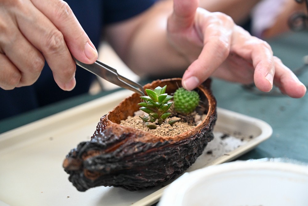 屏東可可巧克力園區半日遊 | 親子摘果體驗、可可冰淇淋&多肉療癒植栽DIY，可可覓境咖啡廳 濃濃可可冰沙、可可風味套餐，屏東旅遊景點半日遊!