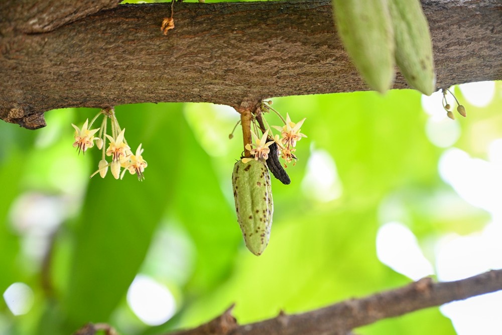 屏東可可巧克力園區半日遊 | 親子摘果體驗、可可冰淇淋&多肉療癒植栽DIY,可可覓境咖啡廳 濃濃可可冰沙、可可風味套餐,屏東旅遊景點半日遊! - 第21張圖 屏東可可巧克力園區半日遊 | 親子摘果體驗、可可冰淇淋&多肉療癒植栽DIY,可可覓境咖啡廳 濃濃可可冰沙、可可風味套餐,屏東旅遊景點半日遊!