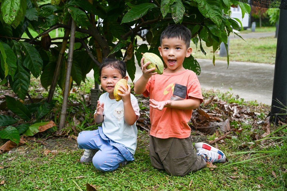 屏東可可巧克力園區半日遊 | 親子摘果體驗、可可冰淇淋&多肉療癒植栽DIY，可可覓境咖啡廳 濃濃可可冰沙、可可風味套餐，屏東旅遊景點半日遊!