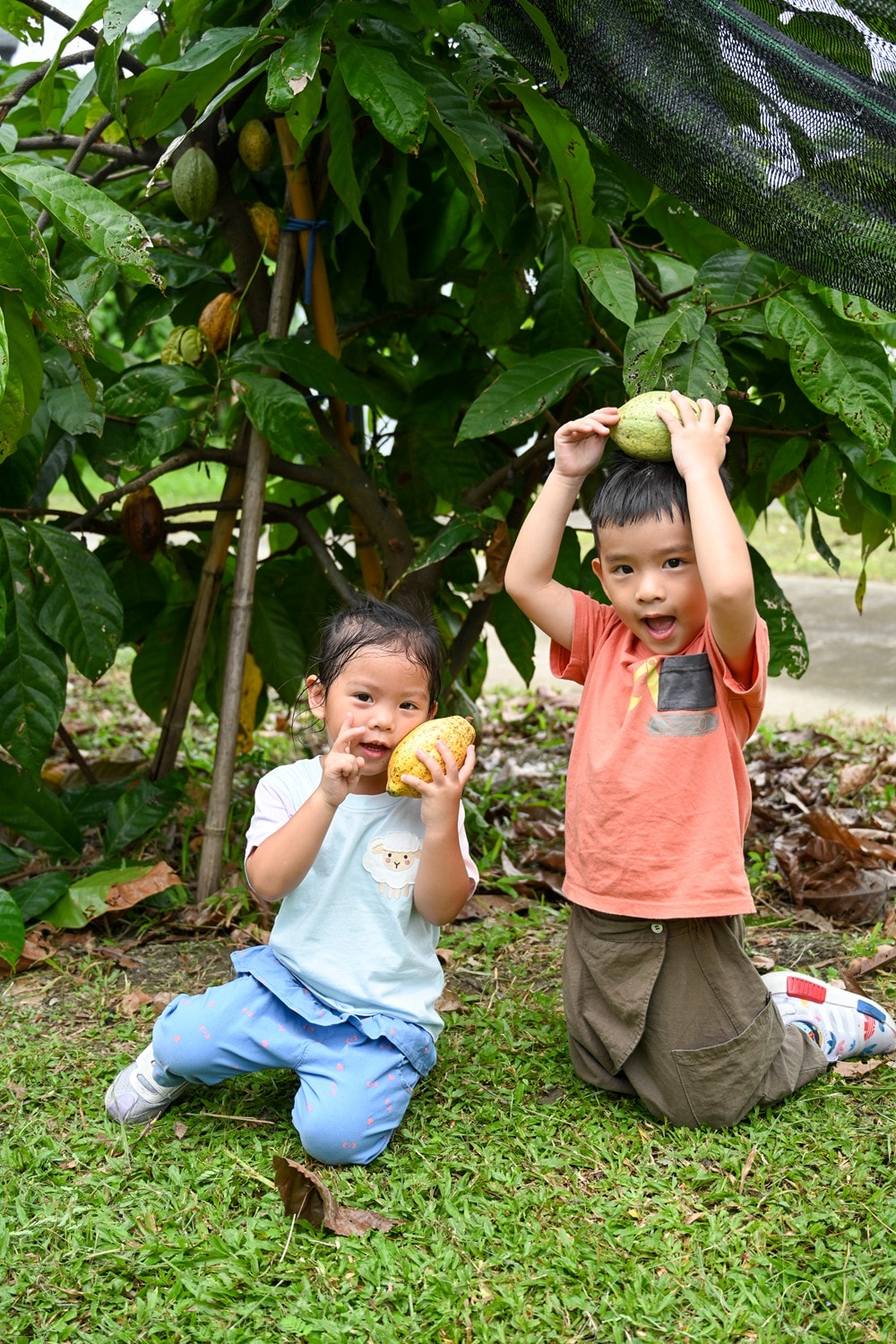 屏東可可巧克力園區半日遊 | 親子摘果體驗、可可冰淇淋&多肉療癒植栽DIY,可可覓境咖啡廳 濃濃可可冰沙、可可風味套餐,屏東旅遊景點半日遊! - 第23張圖 屏東可可巧克力園區半日遊 | 親子摘果體驗、可可冰淇淋&多肉療癒植栽DIY,可可覓境咖啡廳 濃濃可可冰沙、可可風味套餐,屏東旅遊景點半日遊!