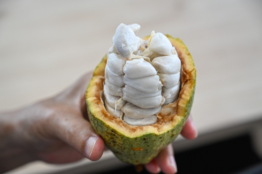 屏東可可巧克力園區半日遊 | 親子摘果體驗、可可冰淇淋&多肉療癒植栽DIY,可可覓境咖啡廳 濃濃可可冰沙、可可風味套餐,屏東旅遊景點半日遊! - 第24張圖 屏東可可巧克力園區半日遊 | 親子摘果體驗、可可冰淇淋&多肉療癒植栽DIY,可可覓境咖啡廳 濃濃可可冰沙、可可風味套餐,屏東旅遊景點半日遊!