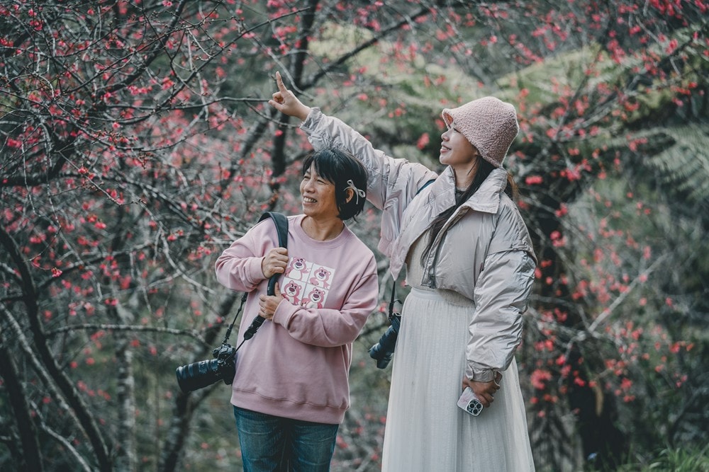 高雄桃源櫻花季開跑 寶山二集團「櫻前線」，二日遊【美拍美食景點特報】，梅園野營秘境、山籟愛玉館、南橫飲食店、梅山吊橋，一起相約賞櫻賞梅!