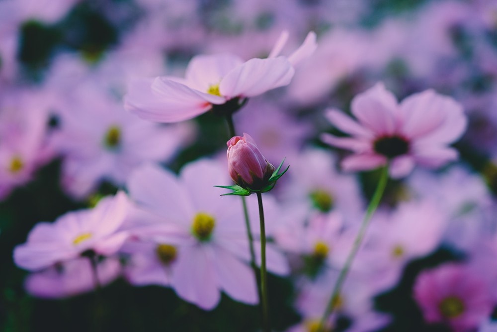 高雄美濃花海彩繪大地 賞花逛新春文創市集 ,阿弟牯阿妹妹、摩艾、凌波仙子、夢迴伯公 美拍景點,客家小炒、水磨豆花 美味私房,探訪藏金天目釉技藝 陶木漆藝術手作工坊! - 第79張圖 高雄美濃花海彩繪大地 賞花逛新春文創市集 ,阿弟牯阿妹妹、摩艾、凌波仙子、夢迴伯公 美拍景點,客家小炒、水磨豆花 美味私房,探訪藏金天目釉技藝 陶木漆藝術手作工坊!