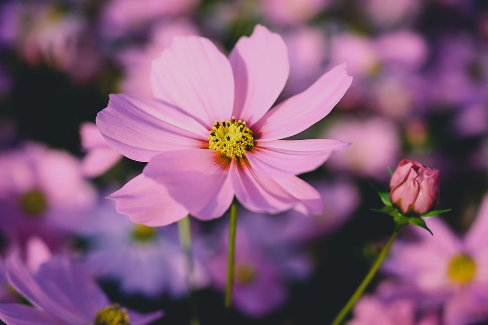 高雄美濃花海彩繪大地 賞花逛新春文創市集 ,阿弟牯阿妹妹、摩艾、凌波仙子、夢迴伯公 美拍景點,客家小炒、水磨豆花 美味私房,探訪藏金天目釉技藝 陶木漆藝術手作工坊! - 第17張圖 高雄美濃花海彩繪大地 賞花逛新春文創市集 ,阿弟牯阿妹妹、摩艾、凌波仙子、夢迴伯公 美拍景點,客家小炒、水磨豆花 美味私房,探訪藏金天目釉技藝 陶木漆藝術手作工坊!