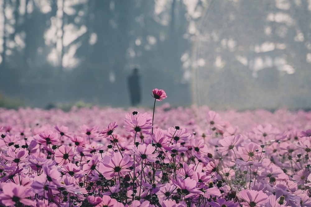 高雄美濃花海彩繪大地 賞花逛新春文創市集 ,阿弟牯阿妹妹、摩艾、凌波仙子、夢迴伯公 美拍景點,客家小炒、水磨豆花 美味私房,探訪藏金天目釉技藝 陶木漆藝術手作工坊! - 第15張圖 高雄美濃花海彩繪大地 賞花逛新春文創市集 ,阿弟牯阿妹妹、摩艾、凌波仙子、夢迴伯公 美拍景點,客家小炒、水磨豆花 美味私房,探訪藏金天目釉技藝 陶木漆藝術手作工坊!