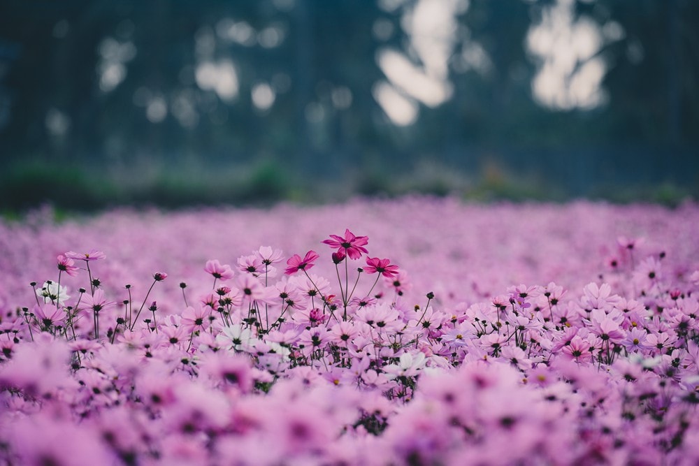 高雄美濃花海彩繪大地 賞花逛新春文創市集 ,阿弟牯阿妹妹、摩艾、凌波仙子、夢迴伯公 美拍景點,客家小炒、水磨豆花 美味私房,探訪藏金天目釉技藝 陶木漆藝術手作工坊! - 第77張圖 高雄美濃花海彩繪大地 賞花逛新春文創市集 ,阿弟牯阿妹妹、摩艾、凌波仙子、夢迴伯公 美拍景點,客家小炒、水磨豆花 美味私房,探訪藏金天目釉技藝 陶木漆藝術手作工坊!