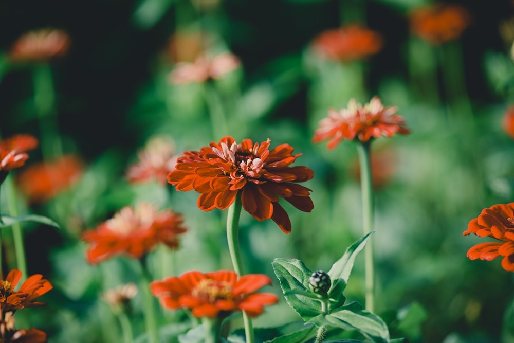 高雄美濃花海彩繪大地 賞花逛新春文創市集 ,阿弟牯阿妹妹、摩艾、凌波仙子、夢迴伯公 美拍景點,客家小炒、水磨豆花 美味私房,探訪藏金天目釉技藝 陶木漆藝術手作工坊! - 第43張圖 高雄美濃花海彩繪大地 賞花逛新春文創市集 ,阿弟牯阿妹妹、摩艾、凌波仙子、夢迴伯公 美拍景點,客家小炒、水磨豆花 美味私房,探訪藏金天目釉技藝 陶木漆藝術手作工坊!