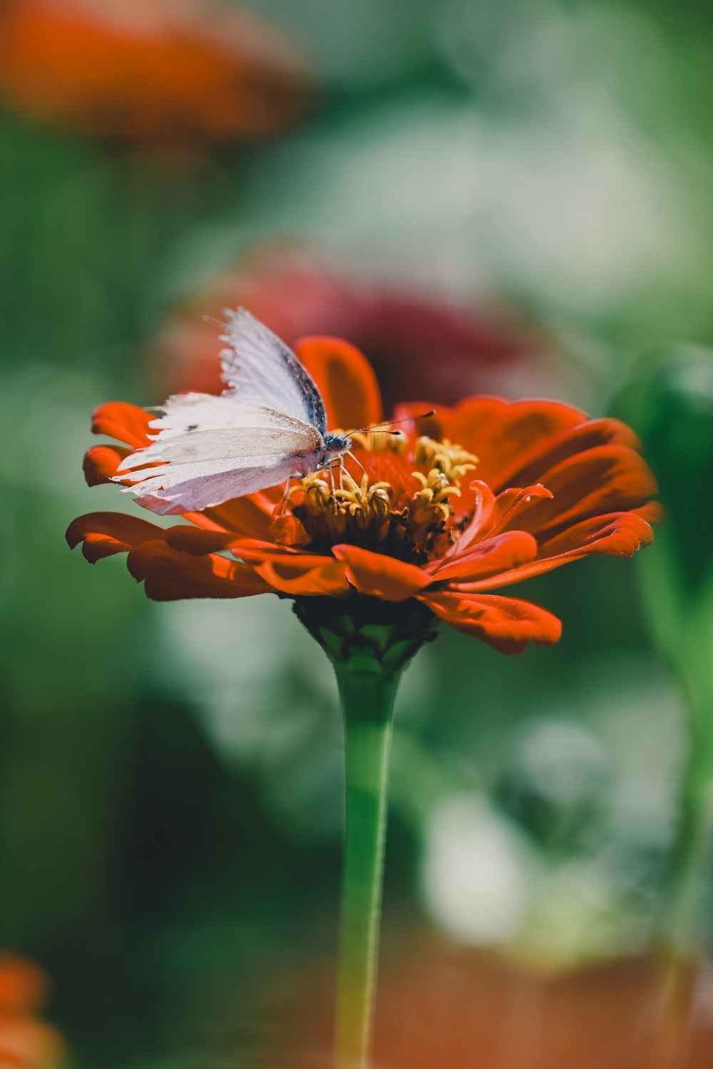 高雄美濃花海彩繪大地 賞花逛新春文創市集 ,阿弟牯阿妹妹、摩艾、凌波仙子、夢迴伯公 美拍景點,客家小炒、水磨豆花 美味私房,探訪藏金天目釉技藝 陶木漆藝術手作工坊! - 第65張圖 高雄美濃花海彩繪大地 賞花逛新春文創市集 ,阿弟牯阿妹妹、摩艾、凌波仙子、夢迴伯公 美拍景點,客家小炒、水磨豆花 美味私房,探訪藏金天目釉技藝 陶木漆藝術手作工坊!