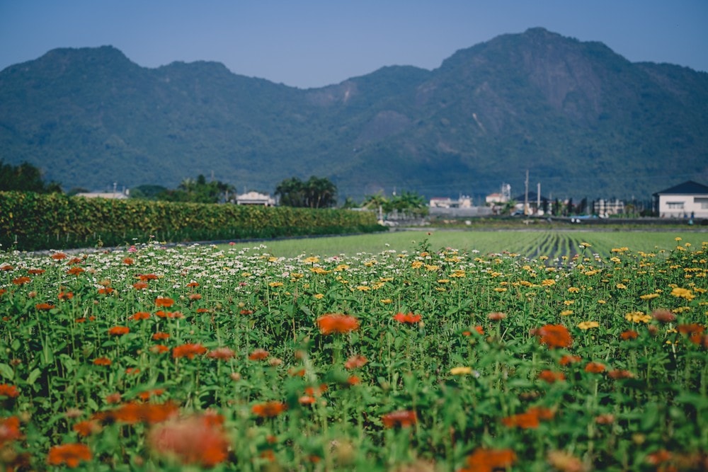 高雄美濃花海彩繪大地 賞花逛新春文創市集 ,阿弟牯阿妹妹、摩艾、凌波仙子、夢迴伯公 美拍景點,客家小炒、水磨豆花 美味私房,探訪藏金天目釉技藝 陶木漆藝術手作工坊! - 第41張圖 高雄美濃花海彩繪大地 賞花逛新春文創市集 ,阿弟牯阿妹妹、摩艾、凌波仙子、夢迴伯公 美拍景點,客家小炒、水磨豆花 美味私房,探訪藏金天目釉技藝 陶木漆藝術手作工坊!