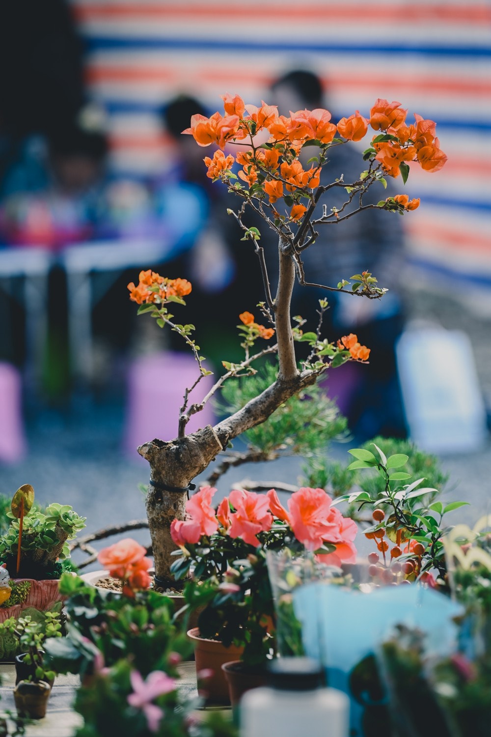 高雄美濃花海彩繪大地 賞花逛新春文創市集 ,阿弟牯阿妹妹、摩艾、凌波仙子、夢迴伯公 美拍景點,客家小炒、水磨豆花 美味私房,探訪藏金天目釉技藝 陶木漆藝術手作工坊! - 第36張圖 高雄美濃花海彩繪大地 賞花逛新春文創市集 ,阿弟牯阿妹妹、摩艾、凌波仙子、夢迴伯公 美拍景點,客家小炒、水磨豆花 美味私房,探訪藏金天目釉技藝 陶木漆藝術手作工坊!