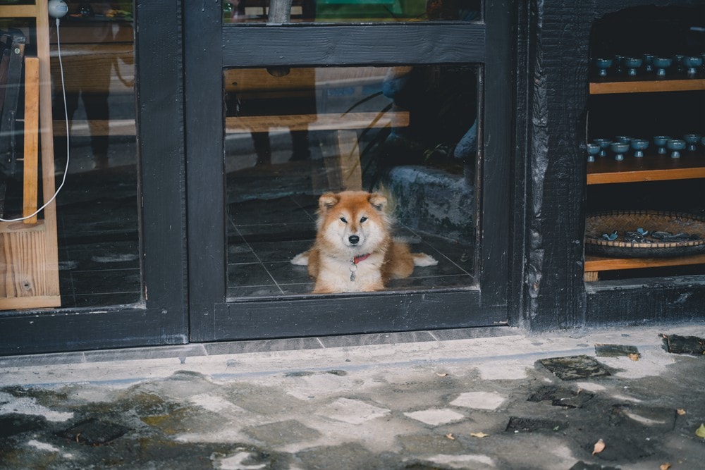 高雄美濃花海彩繪大地 賞花逛新春文創市集 ，阿弟牯阿妹妹、摩艾、凌波仙子、夢迴伯公 美拍景點，客家小炒、水磨豆花 美味私房，探訪藏金天目釉技藝 陶木漆藝術手作工坊!