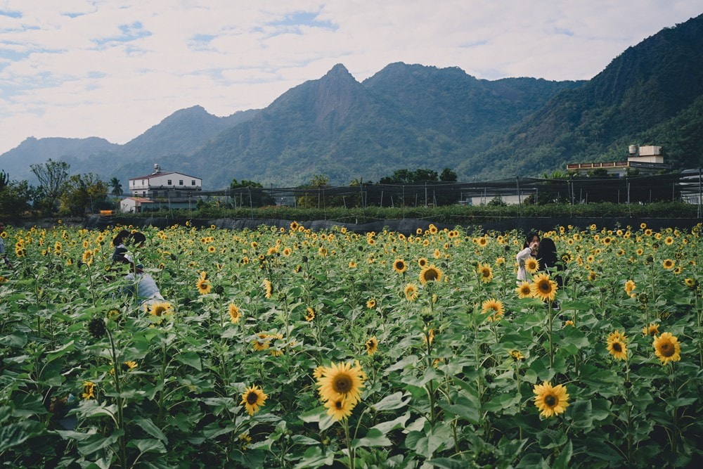 高雄美濃花海彩繪大地 賞花逛新春文創市集 ,阿弟牯阿妹妹、摩艾、凌波仙子、夢迴伯公 美拍景點,客家小炒、水磨豆花 美味私房,探訪藏金天目釉技藝 陶木漆藝術手作工坊! - 第78張圖 高雄美濃花海彩繪大地 賞花逛新春文創市集 ,阿弟牯阿妹妹、摩艾、凌波仙子、夢迴伯公 美拍景點,客家小炒、水磨豆花 美味私房,探訪藏金天目釉技藝 陶木漆藝術手作工坊!