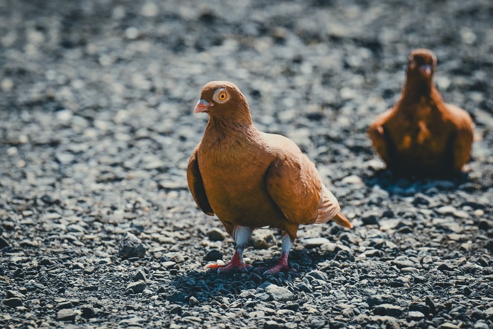 墾丁灰太狼生態教育園區，擼貓療癒館，不動的時候像布娃娃一樣，太可愛了!