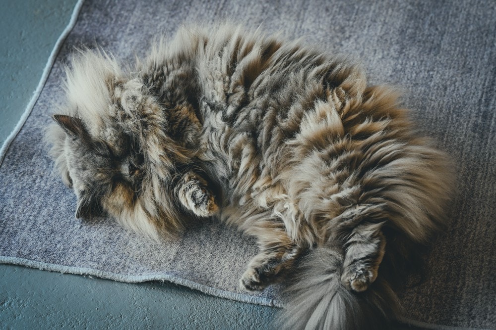 墾丁灰太狼生態教育園區，擼貓療癒館，不動的時候像布娃娃一樣，太可愛了!