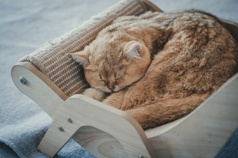 墾丁灰太狼生態教育園區，擼貓療癒館，不動的時候像布娃娃一樣，太可愛了!