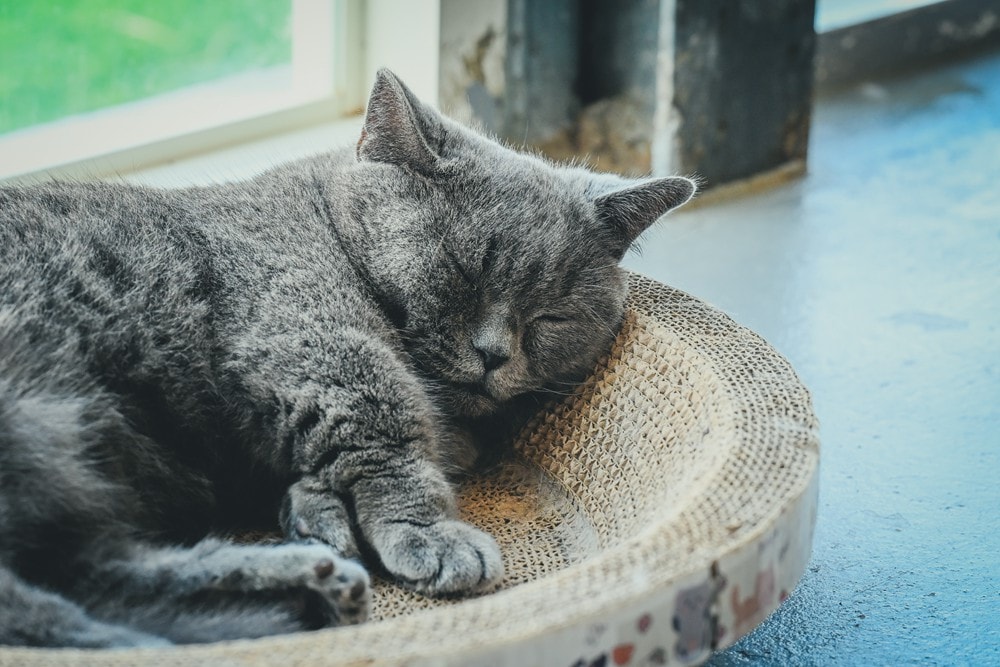 墾丁灰太狼生態教育園區，擼貓療癒館，不動的時候像布娃娃一樣，太可愛了!