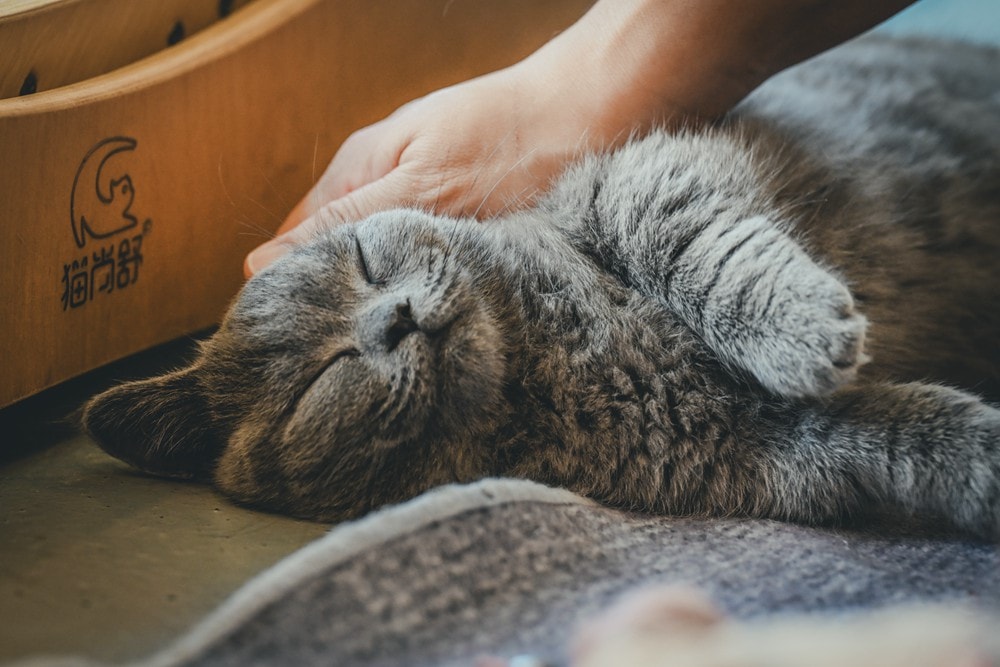墾丁灰太狼生態教育園區，擼貓療癒館，不動的時候像布娃娃一樣，太可愛了!