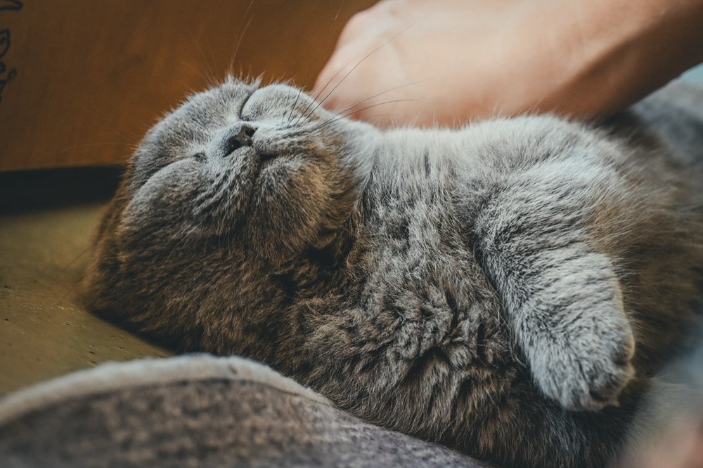 墾丁灰太狼生態教育園區，擼貓療癒館，不動的時候像布娃娃一樣，太可愛了!