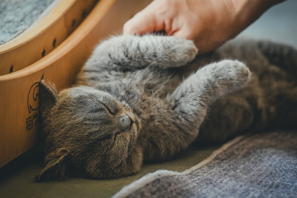 墾丁灰太狼生態教育園區，擼貓療癒館，不動的時候像布娃娃一樣，太可愛了!