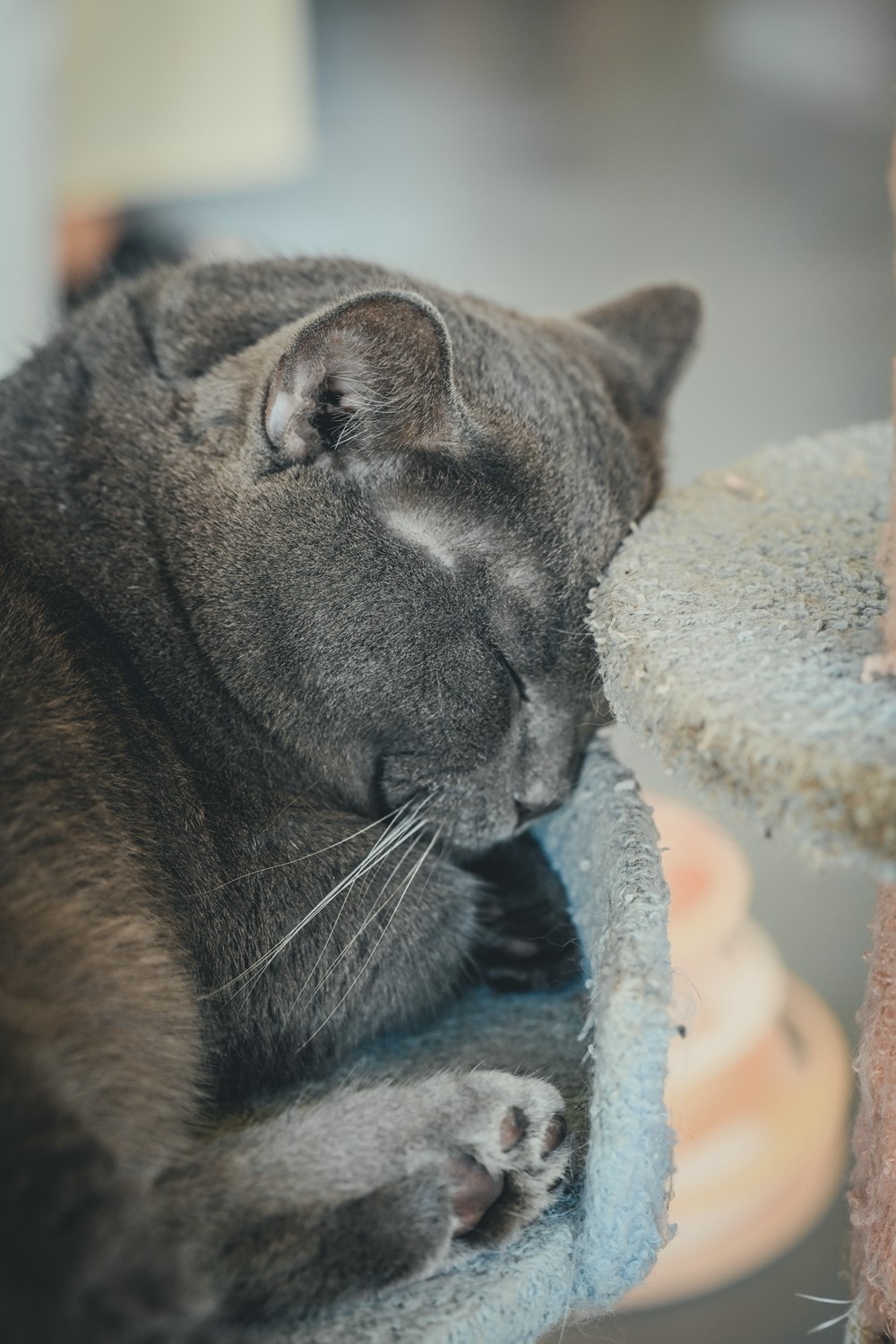 墾丁灰太狼生態教育園區，擼貓療癒館，不動的時候像布娃娃一樣，太可愛了!