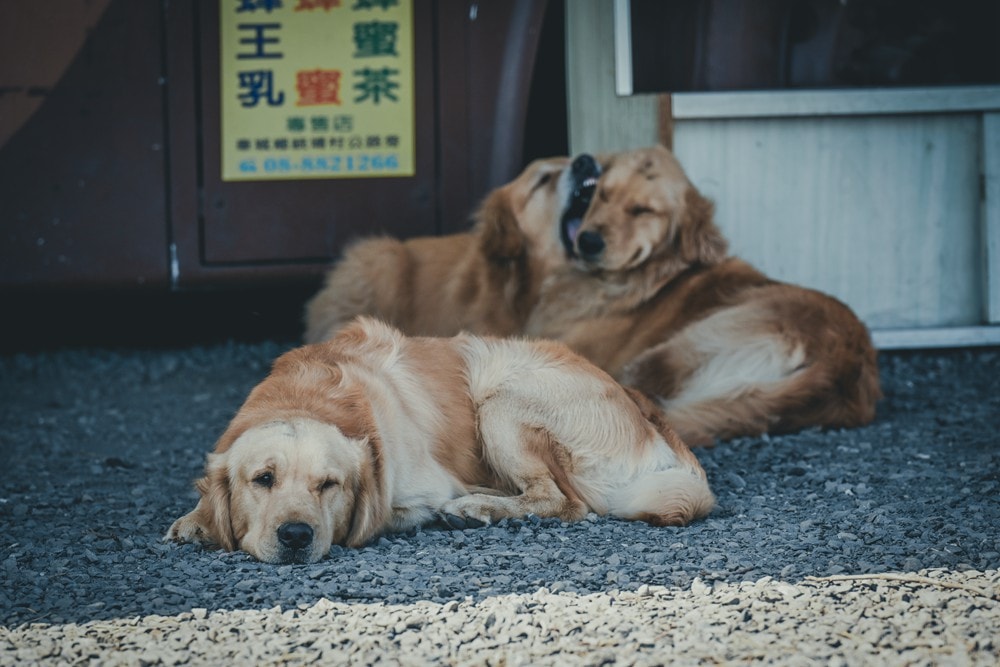 墾丁灰太狼生態教育園區，擼貓療癒館，不動的時候像布娃娃一樣，太可愛了!