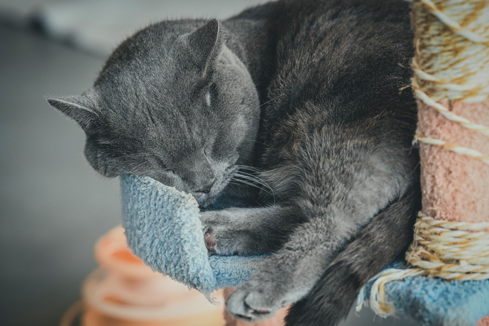 墾丁灰太狼生態教育園區，擼貓療癒館，不動的時候像布娃娃一樣，太可愛了!