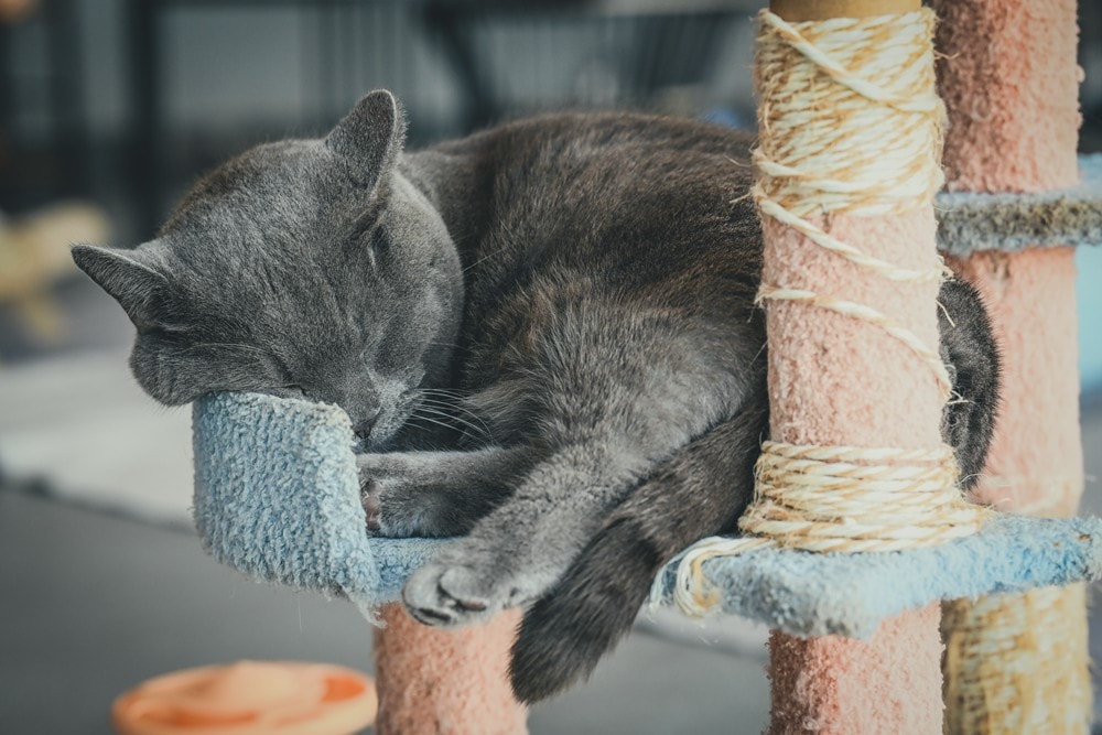 墾丁灰太狼生態教育園區，擼貓療癒館，不動的時候像布娃娃一樣，太可愛了!