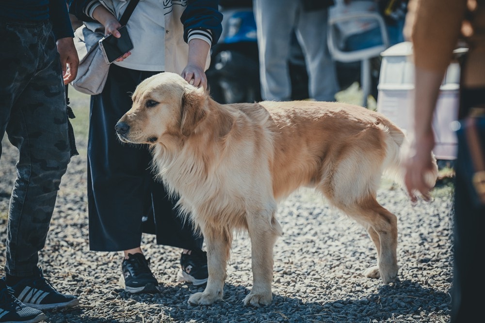 墾丁灰太狼生態教育園區，擼貓療癒館，不動的時候像布娃娃一樣，太可愛了!
