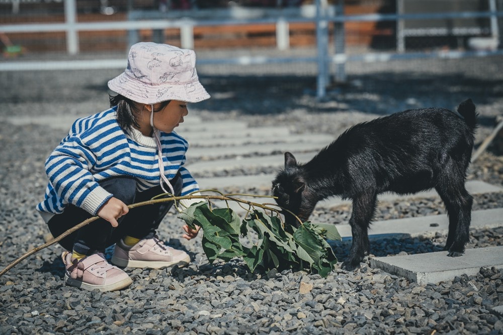 墾丁灰太狼生態教育園區，擼貓療癒館，不動的時候像布娃娃一樣，太可愛了!