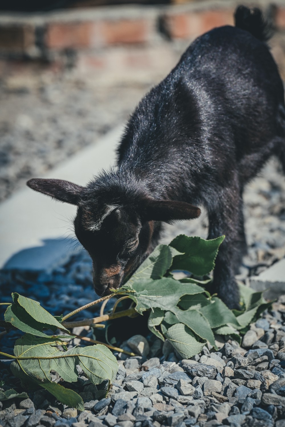 墾丁灰太狼生態教育園區，擼貓療癒館，不動的時候像布娃娃一樣，太可愛了!