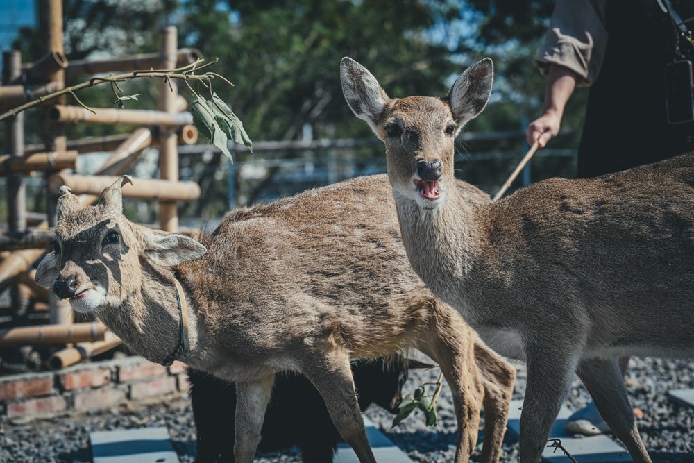 墾丁灰太狼生態教育園區，擼貓療癒館，不動的時候像布娃娃一樣，太可愛了!