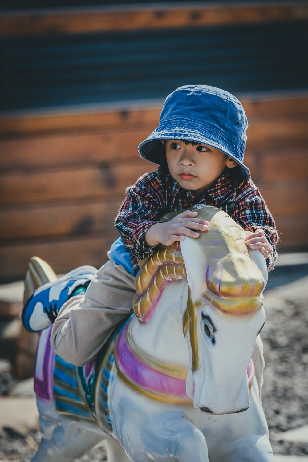 墾丁灰太狼生態教育園區，擼貓療癒館，不動的時候像布娃娃一樣，太可愛了!