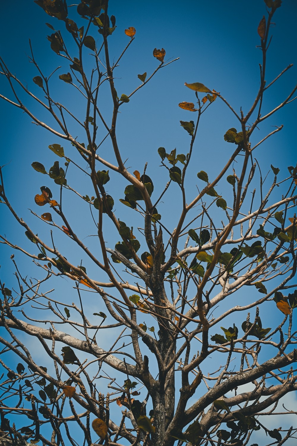 墾丁灰太狼生態教育園區，擼貓療癒館，不動的時候像布娃娃一樣，太可愛了!
