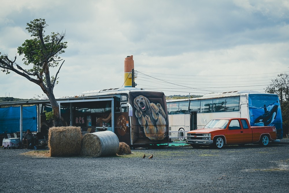 墾丁灰太狼生態教育園區，擼貓療癒館，不動的時候像布娃娃一樣，太可愛了!