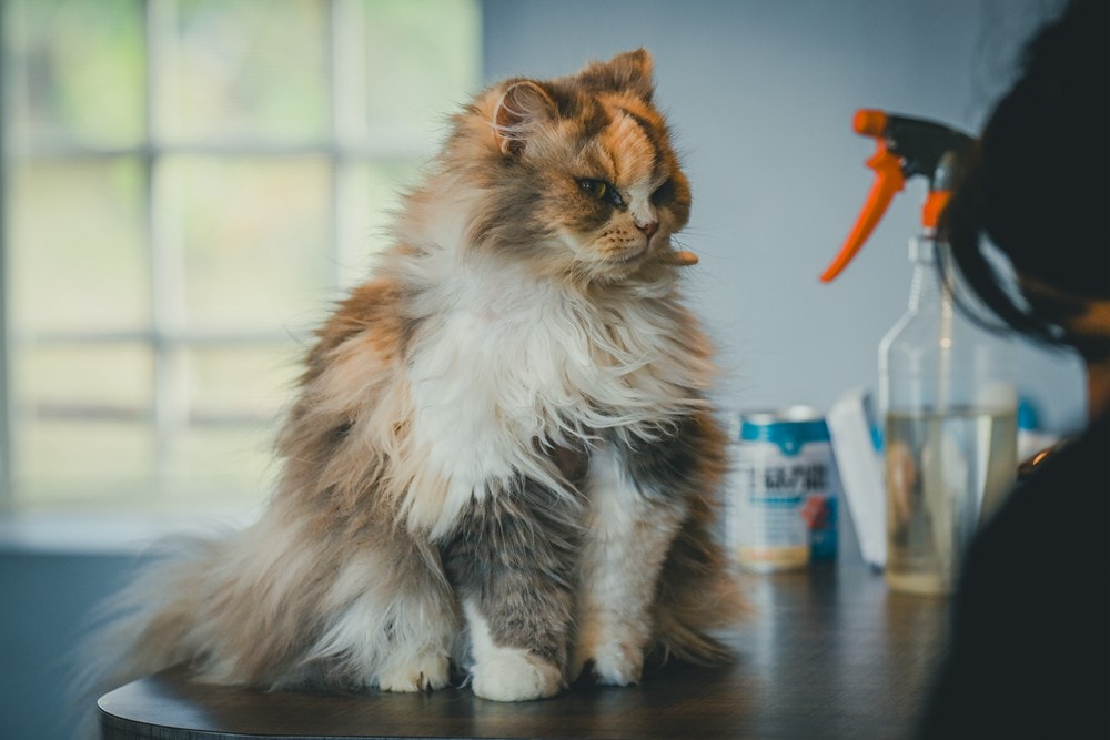 墾丁灰太狼生態教育園區，擼貓療癒館，不動的時候像布娃娃一樣，太可愛了!