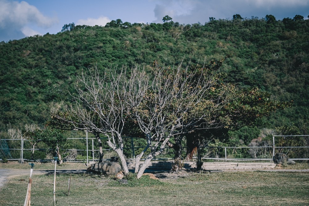 屏東車城一日遊 | 海口看海美術館吹落山風，四重溪悠客馬場騎馬趣，孩子們的戶外旅行體驗!