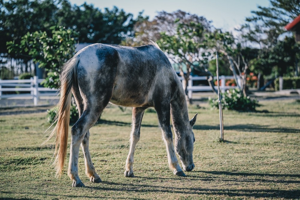 屏東車城一日遊 | 海口看海美術館吹落山風，四重溪悠客馬場騎馬趣，孩子們的戶外旅行體驗!