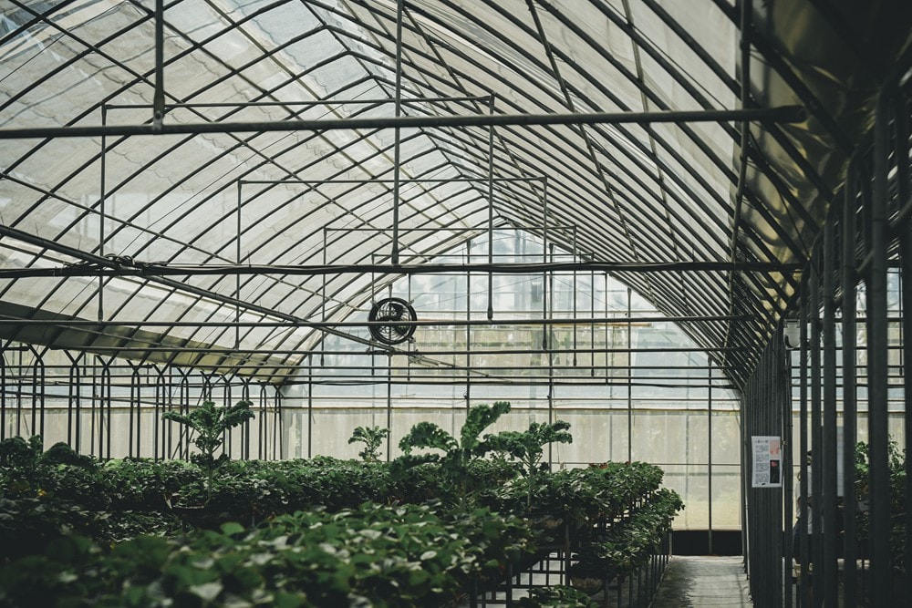 屏東內埔可以採草莓? 仙子草莓園 網室栽培、有機無毒草莓，一年一度採果樂開跑!