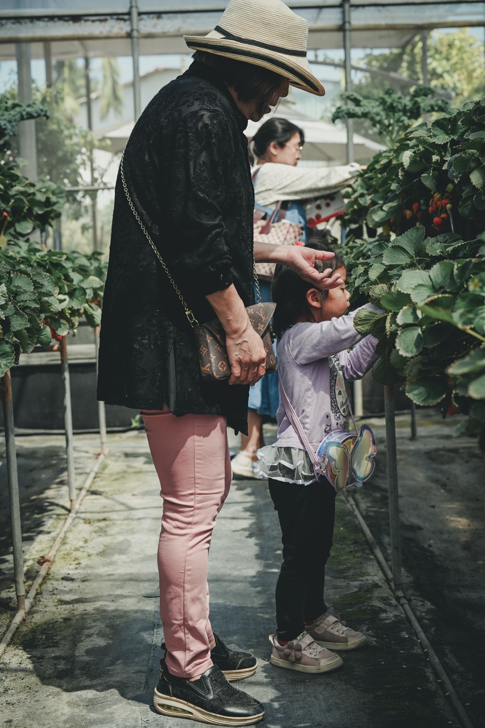 屏東內埔可以採草莓? 仙子草莓園 網室栽培、有機無毒草莓，一年一度採果樂開跑!