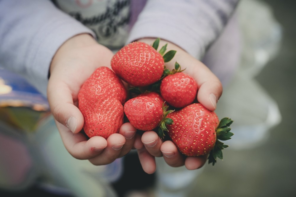 屏東內埔可以採草莓? 仙子草莓園 網室栽培、有機無毒草莓，一年一度採果樂開跑!
