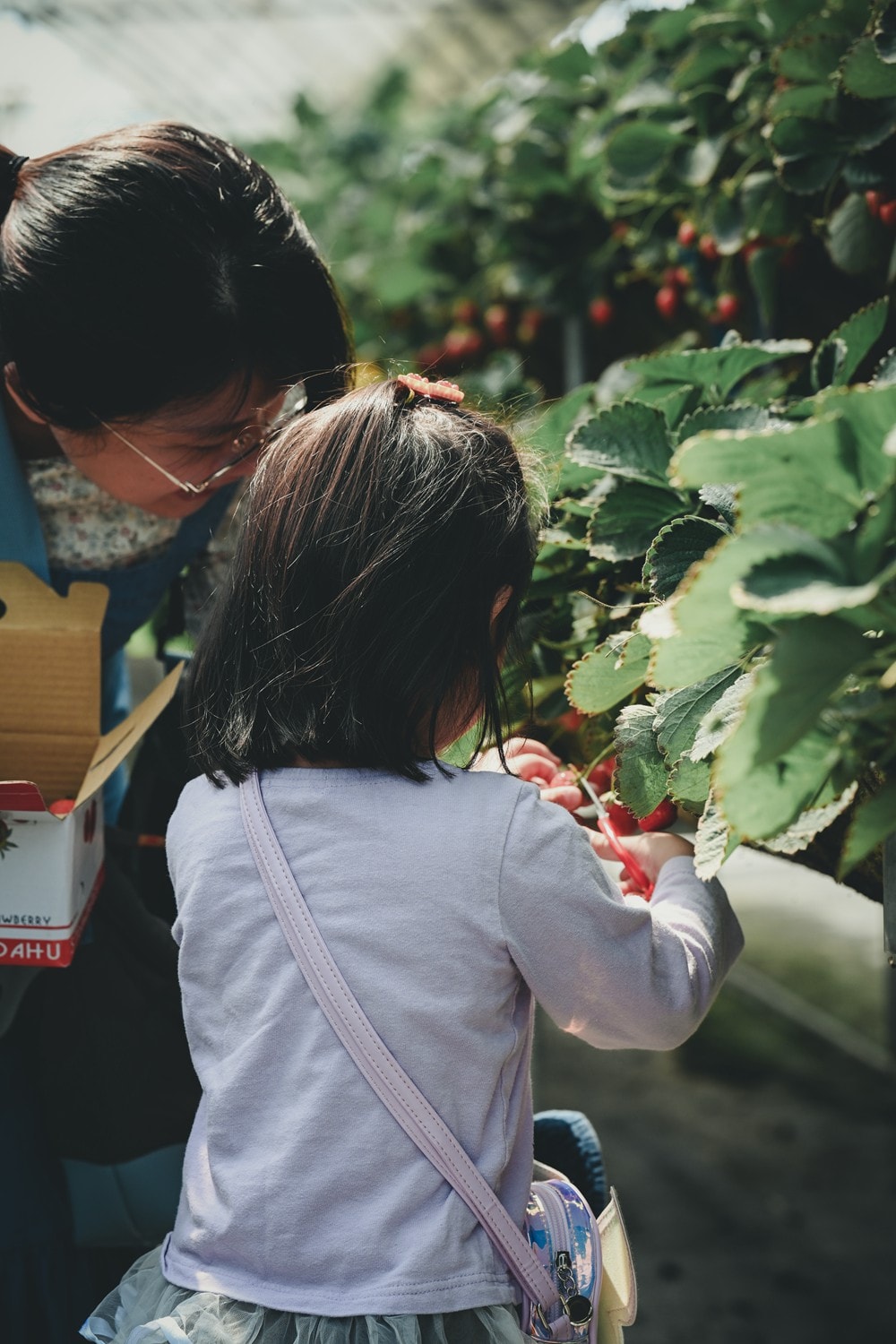 屏東內埔可以採草莓? 仙子草莓園 網室栽培、有機無毒草莓，一年一度採果樂開跑!