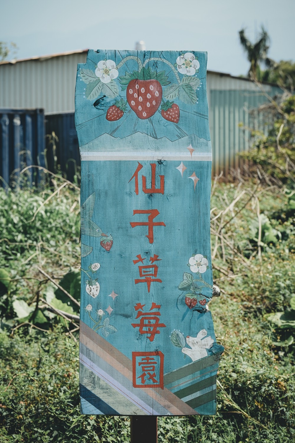 屏東內埔可以採草莓? 仙子草莓園 網室栽培、有機無毒草莓，一年一度採果樂開跑!