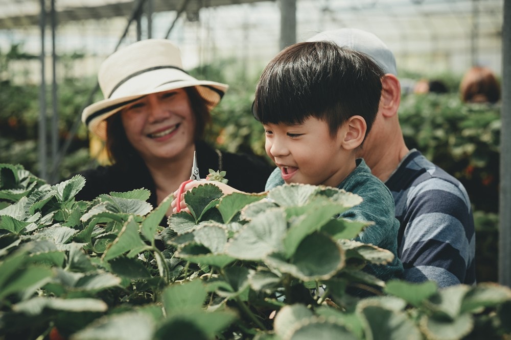 屏東內埔可以採草莓? 仙子草莓園 網室栽培、有機無毒草莓，一年一度採果樂開跑!