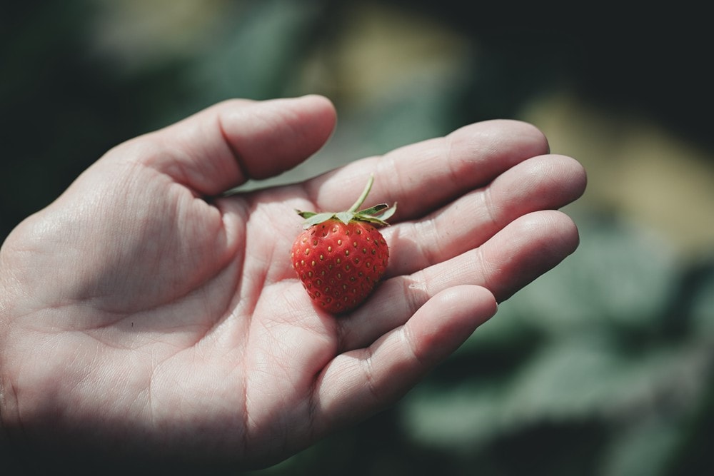 屏東內埔可以採草莓? 仙子草莓園 網室栽培、有機無毒草莓，一年一度採果樂開跑!