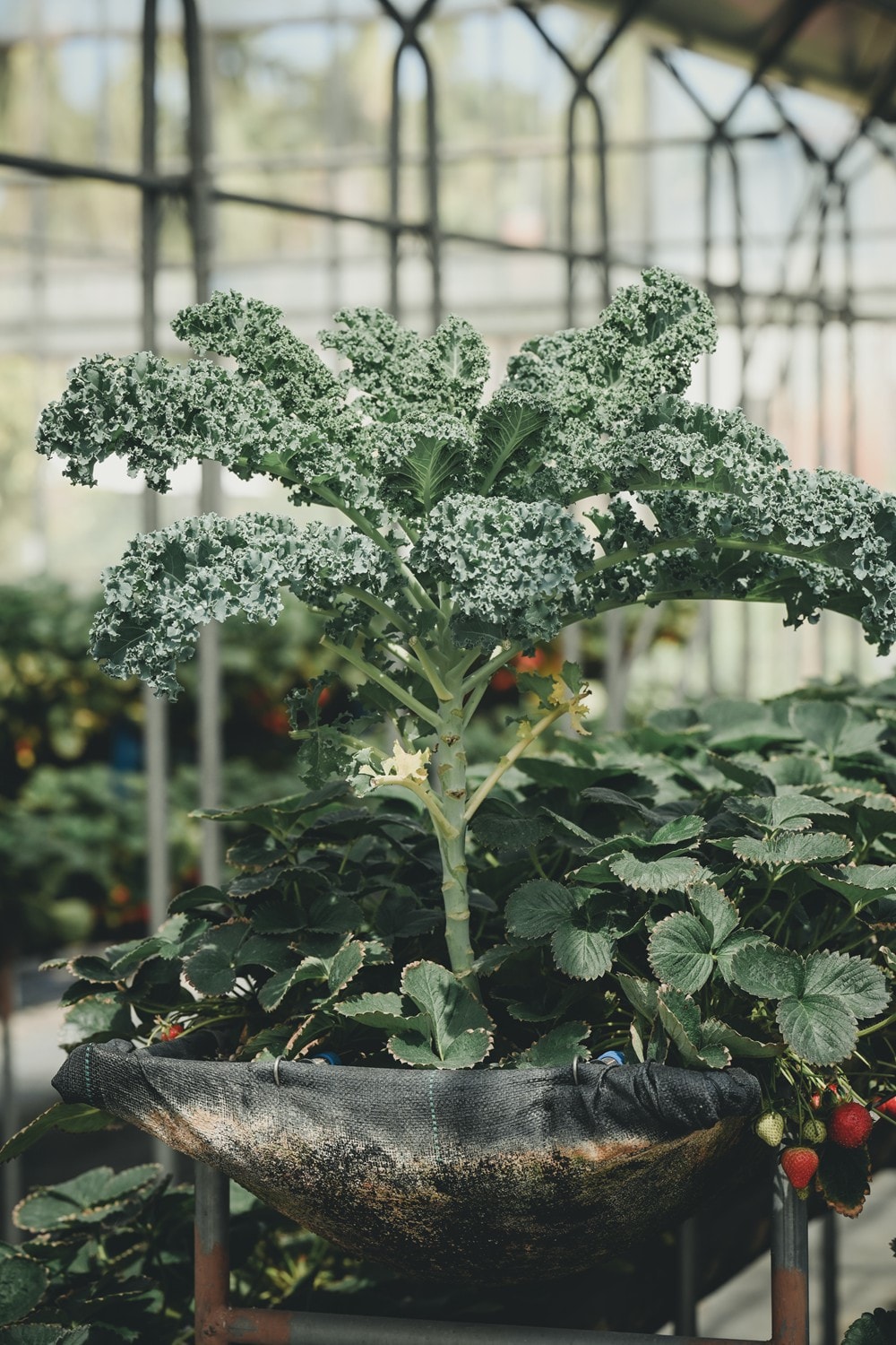 屏東內埔可以採草莓? 仙子草莓園 網室栽培、有機無毒草莓，一年一度採果樂開跑!