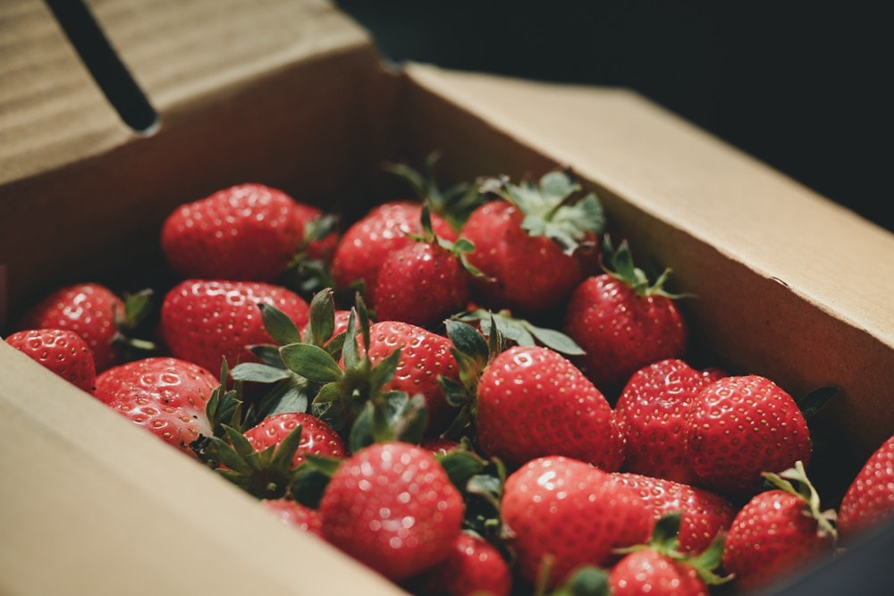 屏東內埔可以採草莓? 仙子草莓園 網室栽培、有機無毒草莓，一年一度採果樂開跑!